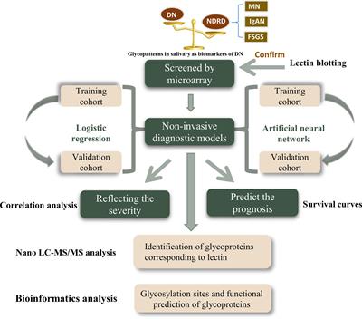 Salivary Glycopatterns as Potential Non-Invasive Biomarkers for Diagnosing and Reflecting Severity and Prognosis of Diabetic Nephropathy